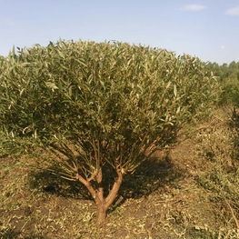 Ива Булата (Salix fragilis 'Bullata')