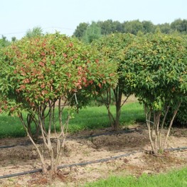 Клен татарский (Acer tataricum)