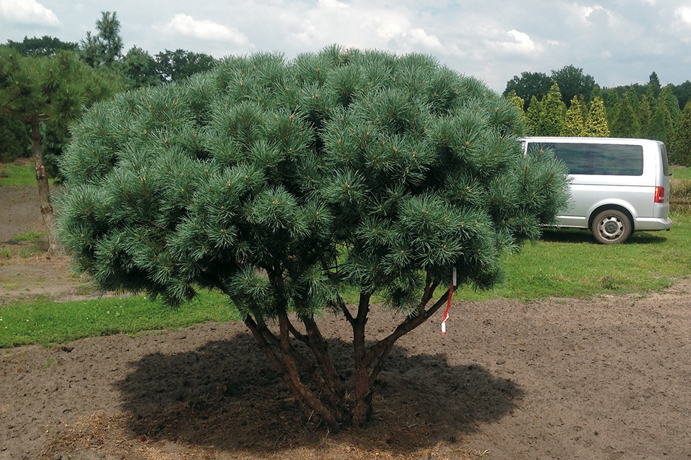 Сосна обыкновенная Ватерери (Pinus sylvestris 'Watereri')
