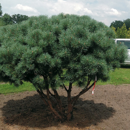 Сосна обыкновенная Ватерери (Pinus sylvestris 'Watereri')