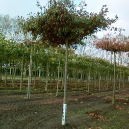 Дуб болотный "Quercusu palustris"