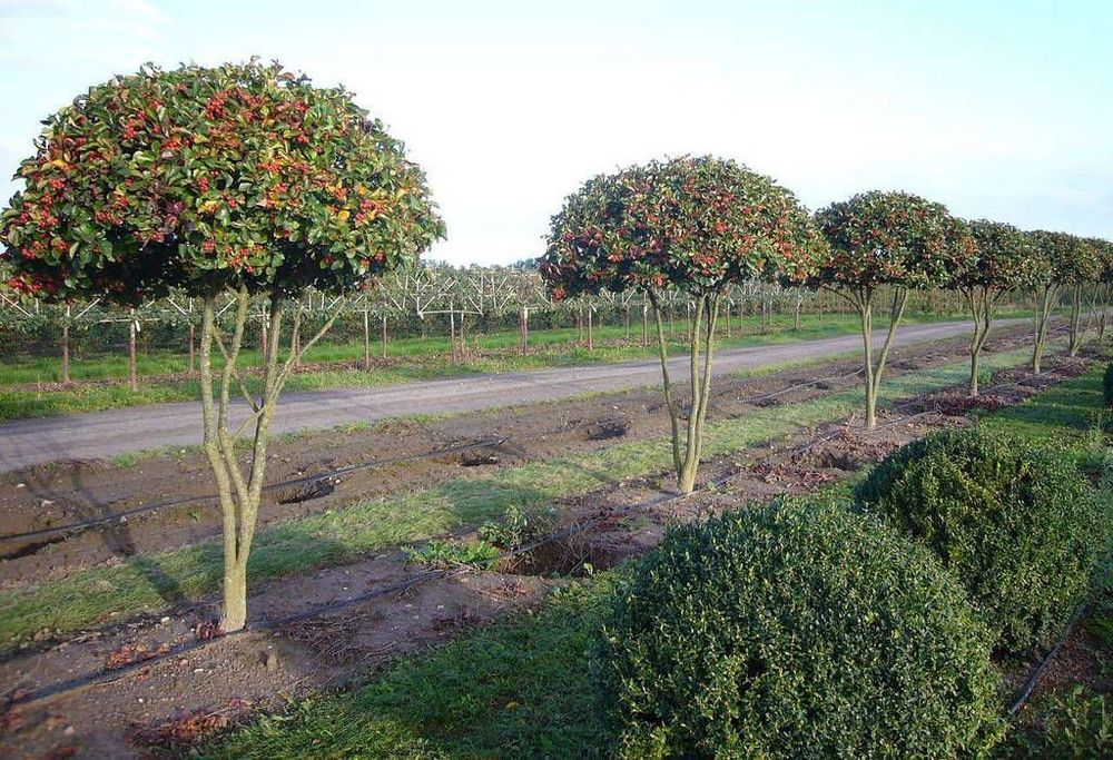 Боярышник сливолистный (Crataegus x prunifolia)