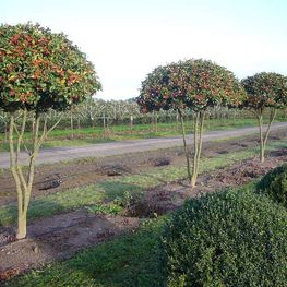 Боярышник сливолистный (Crataegus x prunifolia)