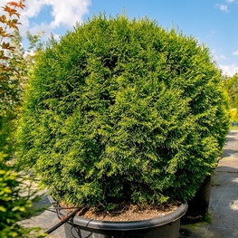 Туя западная Смарагд (Thuja occidentalis 'Smaragd')