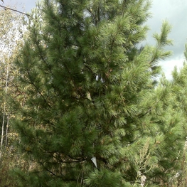 Кедр сибирский "Pinus sibirica"