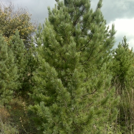 Кедр сибирский "Pinus sibirica"