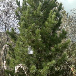 Кедр сибирский "Pinus sibirica"