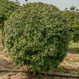 Боярышник однопестичный "Crataegus monogyna"