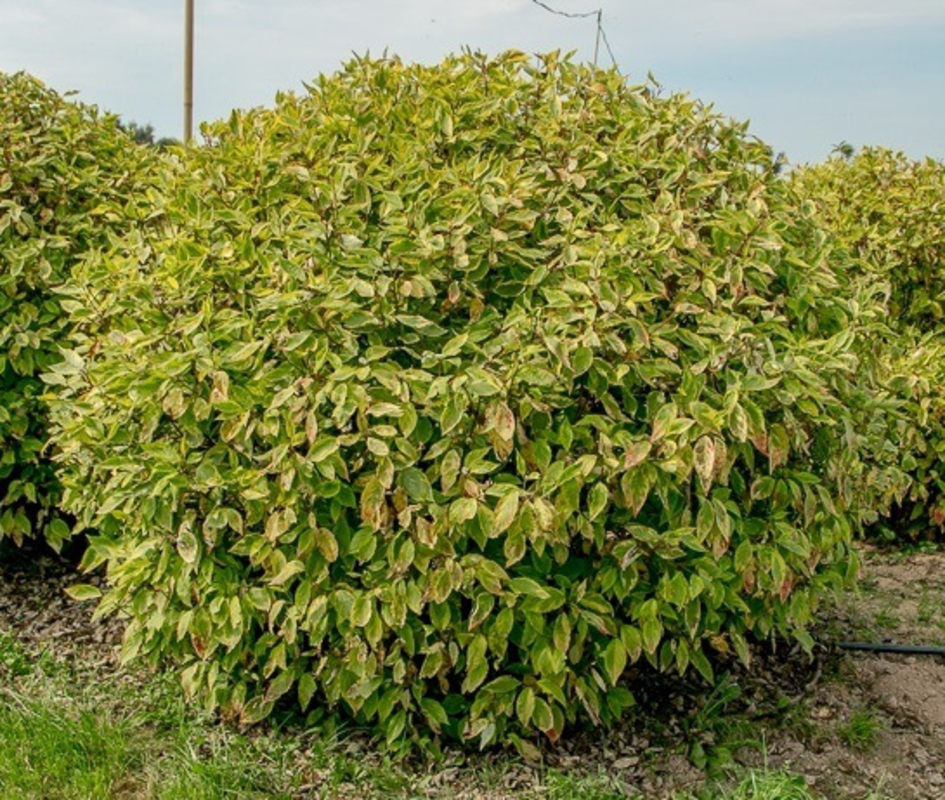 Дерен белый Гошолти (Cornus alba 'Gouchaultii')