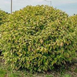 Дерен белый Гошолти (Cornus alba 'Gouchaultii')