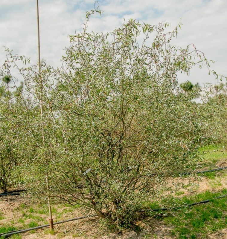 Ива извилистая Свердловская-2 (Salix 'Sverdlovskaja-2')