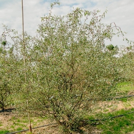 Ива извилистая Свердловская-2 (Salix 'Sverdlovskaja-2')