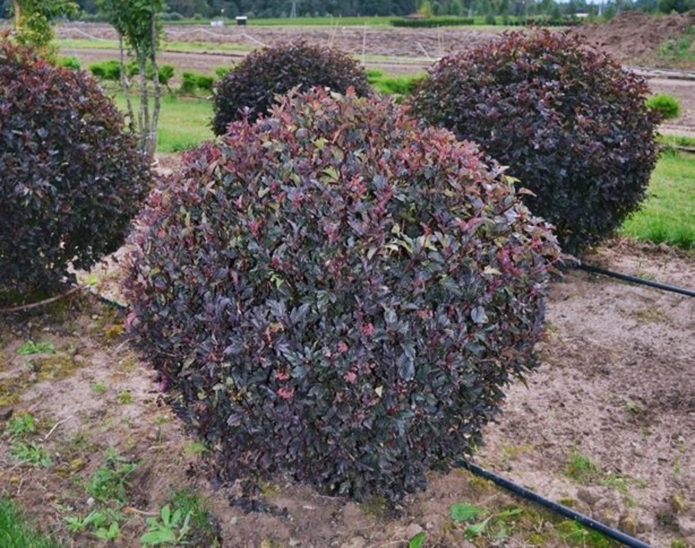 Пузыреплодник калинолистный Ред Барон (Physocarpus opulifolius 'Red Baron')