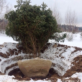 Сосна обыкновенная 'Pinus sylvestris'