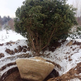 Сосна обыкновенная 'Pinus sylvestris'