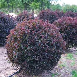 Пузыреплодник Андреа (Physocarpus opulifolius 'Andrea')