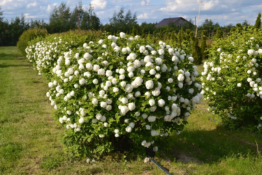 Калина обыкновенная Розеум (Viburnum opulus 'Roseum')