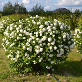Калина обыкновенная Розеум (Viburnum opulus 'Roseum')
