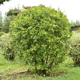 Ирга канадская (Amelanchier canadensis)