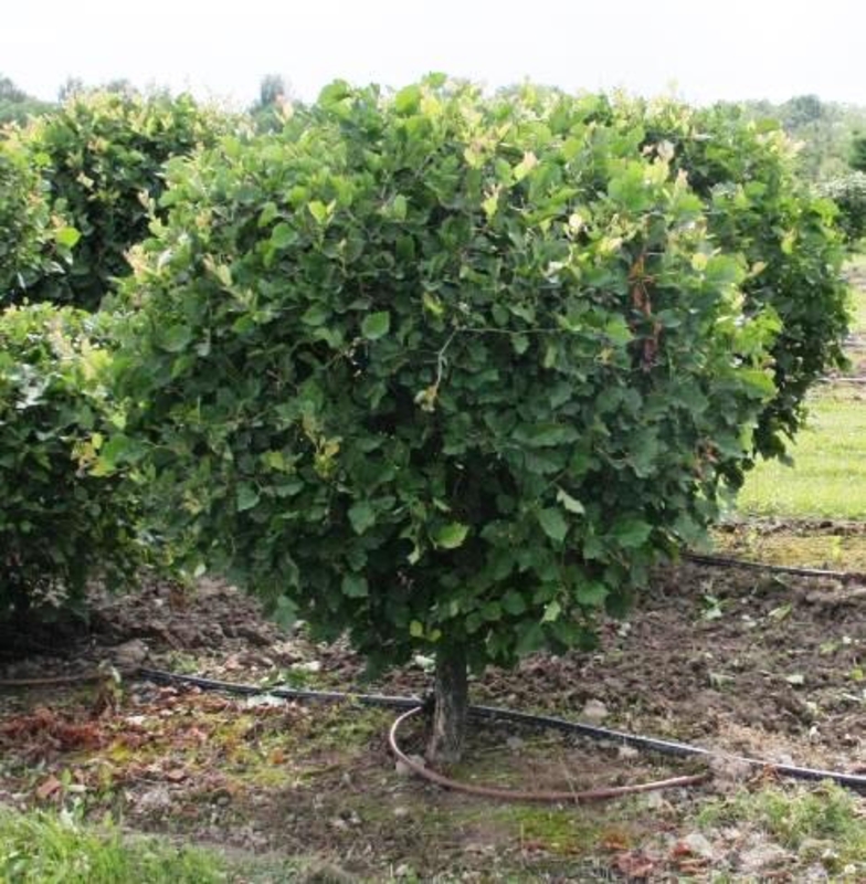 Боярышник кроваво-красный (Crataegus sanguinea)