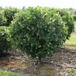 Боярышник кроваво-красный "Crataegus"