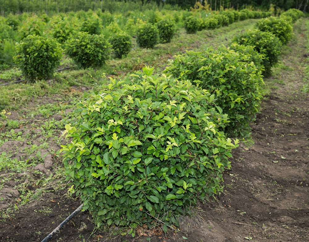 Яблоня Зибольда (Malus sieboldii)