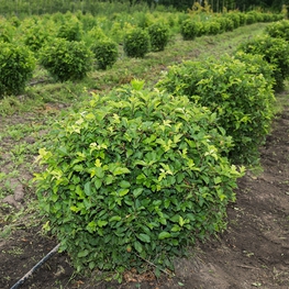 Яблоня Зибольда (Malus sieboldii)
