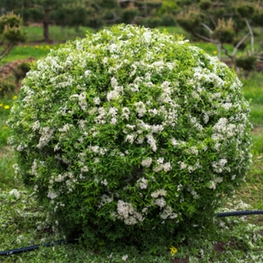 Спирея серая Грефшейм (Spiraea x cinerea 'Grefsheim')