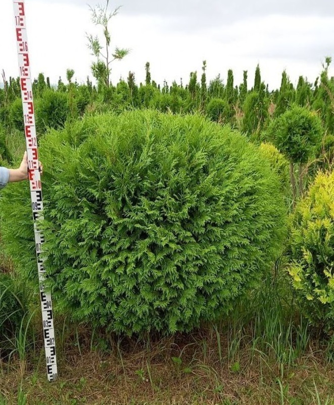 Туя западная Брабант (Thuja occidentalis 'Brabant')