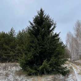 Ель обыкновенная 'Picea abies'