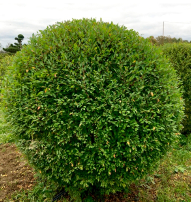 Вяз мелколистный (Ulmus pumila)