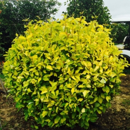 Дерен белый Аурея (Cornus alba 'Aurea')