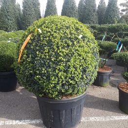 Самшит вечнозеленый (Buxus sempervirens)