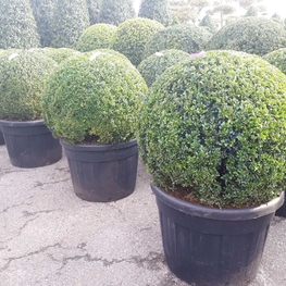 Самшит вечнозеленый (Buxus sempervirens)