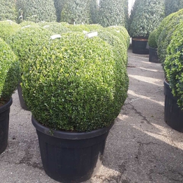 Самшит вечнозеленый (Buxus sempervirens)