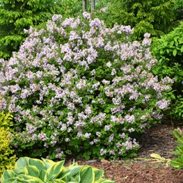 Сирень Мейера Палибин (Syringa meyeri 'Palibin')