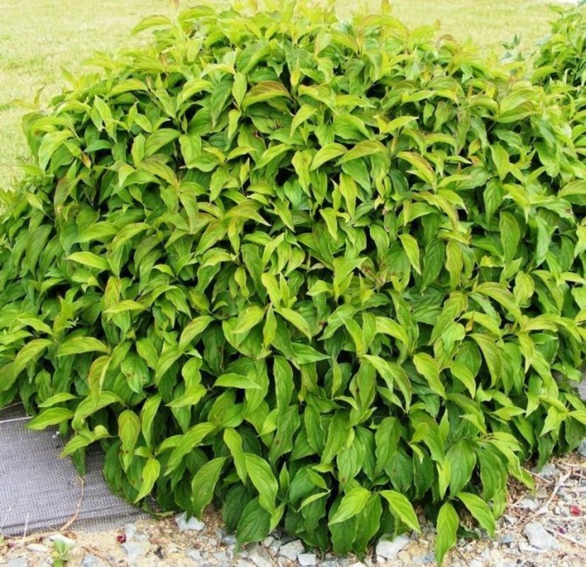 Дерен отпрысковый Флавирамеа (Cornus stolonifera 'Flaviramea')