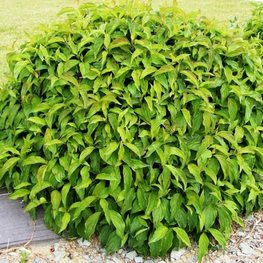 Дерен отпрысковый Флавирамеа (Cornus stolonifera 'Flaviramea')