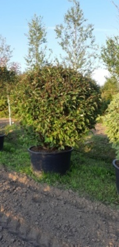 Дерен белый Кессельринги (Cornus alba 'Kesselringii')