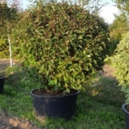 Дерен белый Кессельринги (Cornus alba 'Kesselringii')