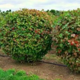 Калина обыкновенная (Viburnum opulus)