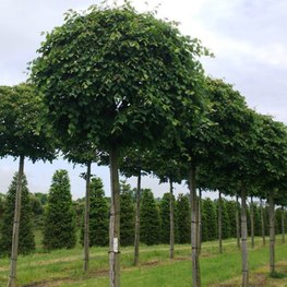 Липа крупнолистная (Tilia platyphyllos)