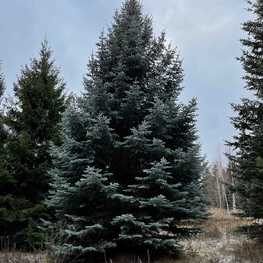 Ель Глаука 'Glauca' крупномер