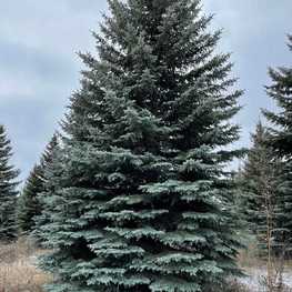 Ель колючая Глаука (Picea pungens 'Glauca') крупномер