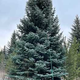 Ель колючая Глаука (Picea pungens 'Glauca') крупномер