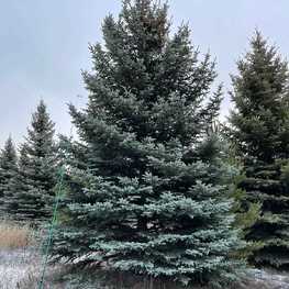 Ель колючая Глаука (Picea pungens 'Glauca') крупномер