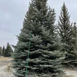 Ель колючая Глаука (Picea pungens 'Glauca') крупномер