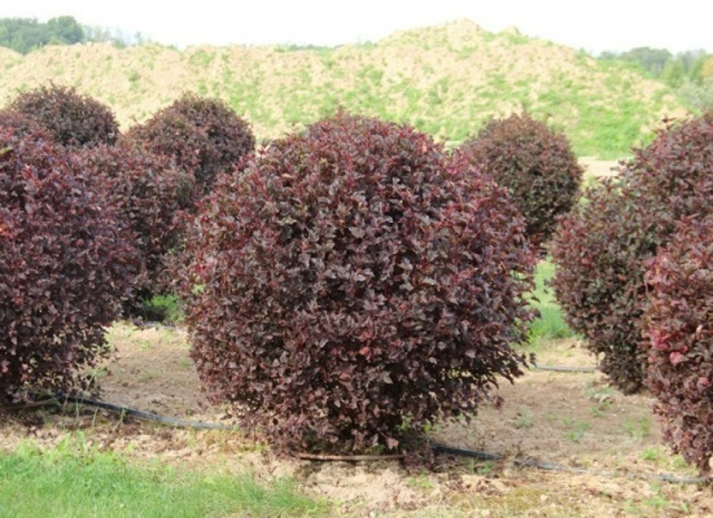 Пузыреплодник калинолистный Диабло (Physocarpus opulifolius 'Diabolo')