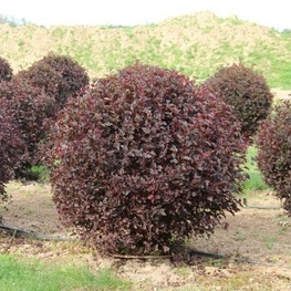 Пузыреплодник калинолистный Диабло (Physocarpus opulifolius 'Diabolo')