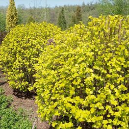 Пузыреплодник калинолистный Лютеус (Physocarpus opulifolius 'Luteus')